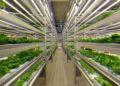Vertical Farming Feeds Megacities