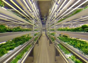 Vertical Farming Feeds Megacities