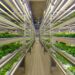 Vertical Farming Feeds Megacities